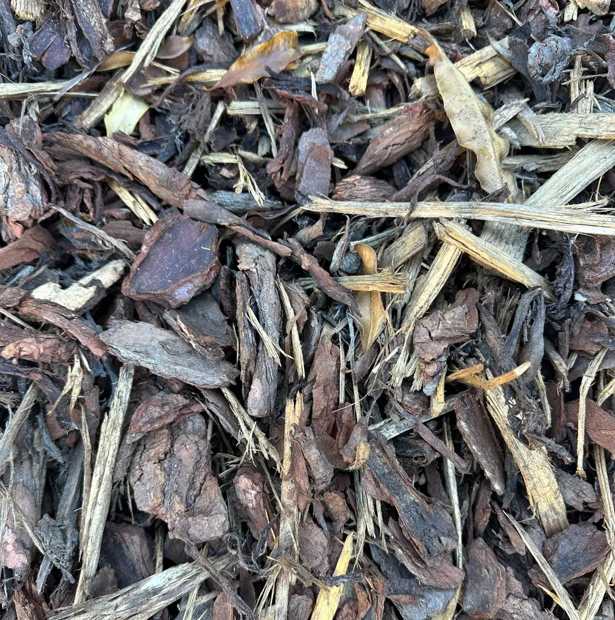 forest floor 1 Bay Topsoil | Home